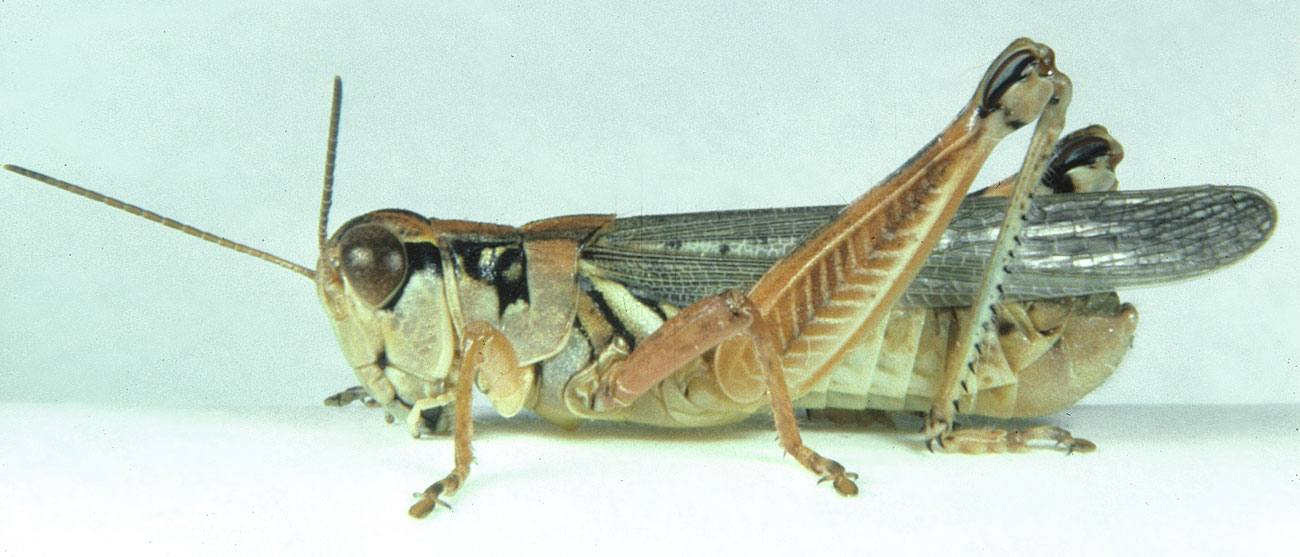 Fig. 6, adult male: BL 20-26 mm, FL 11-12.5 mm, AS 24-27