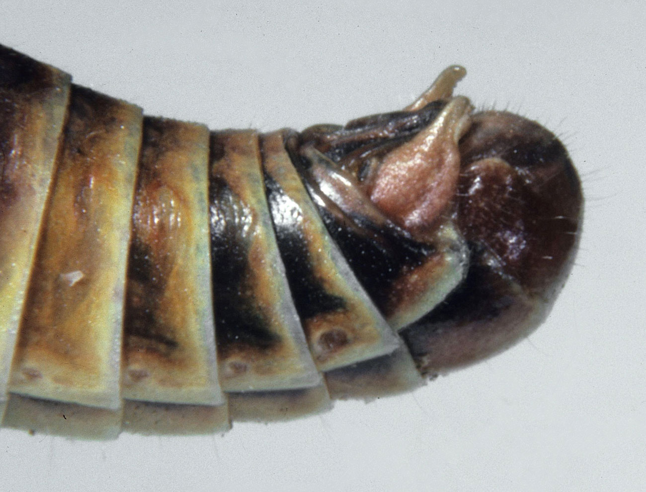Fig. 9, side view end of male abdomen showing shape of cercus