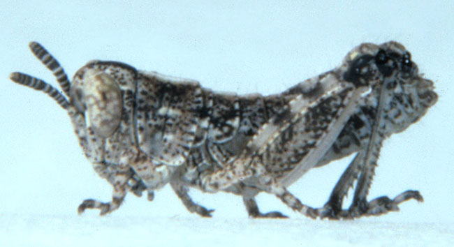 Fig. 1, first instar: BL 4-4.8 mm, FL 2.4-2.7 mm, AS 13