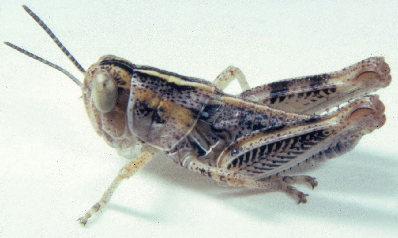 Fig. 5, fifth instar: BL 12-15.5 mm, FL 8.6-9.3 mm, AS 22-24