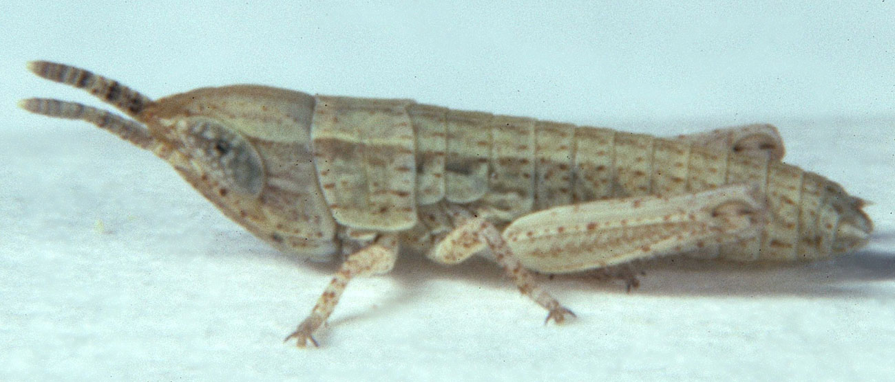 Fig. 1, first instar: BL 5.3-5.8 mm, FL 2.2-2.5 mm, AS 13