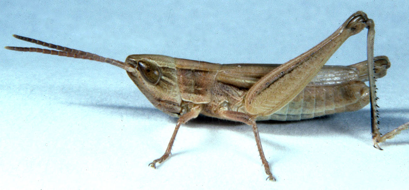 Fig. 6, adult male: BL 13.5-15 mm, FL 7.9-8.9 mm, AS 21-23