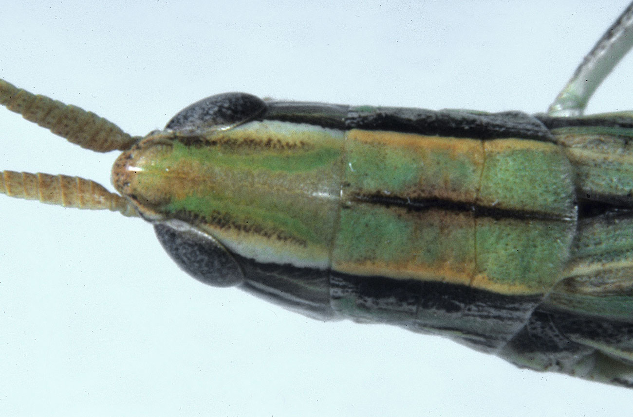 Fig. 8, showing ensiform antennae, the condition of lateral foveolae of vertex invisible from above, and parallel lateral carinae of pronotum