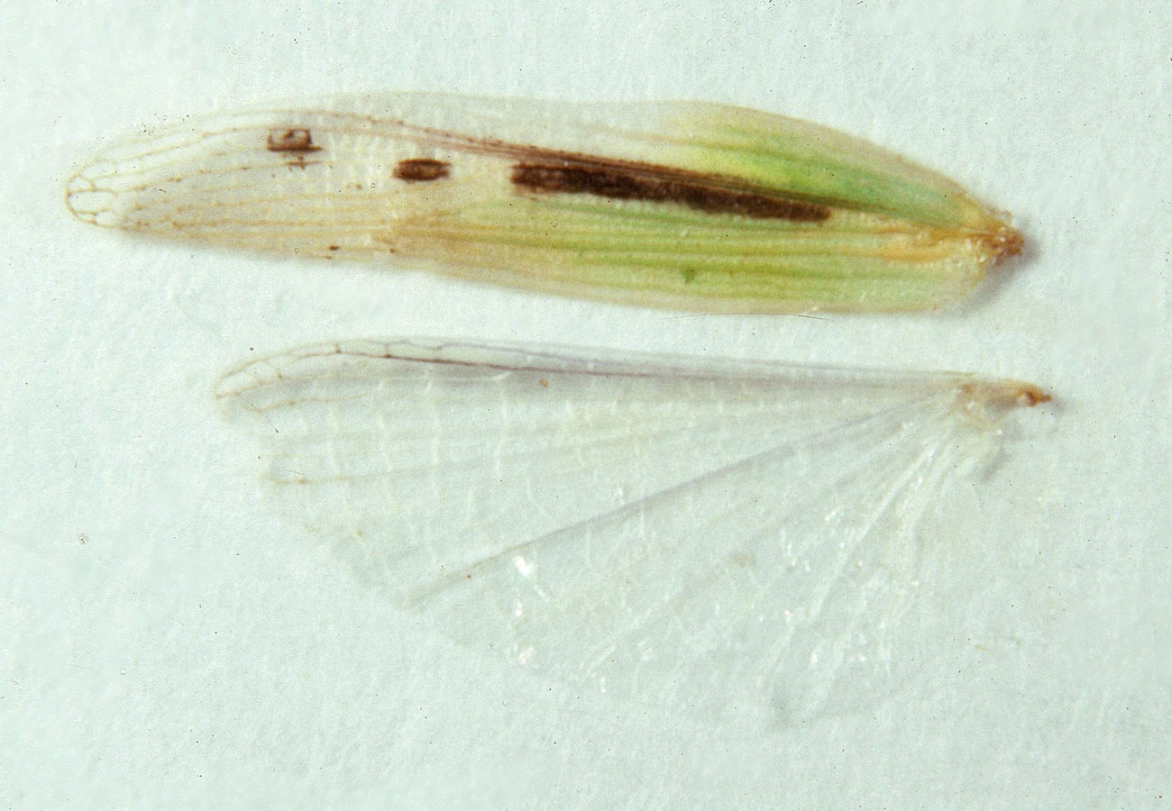 Fig. 9, spread left tegmen and hind wing of female