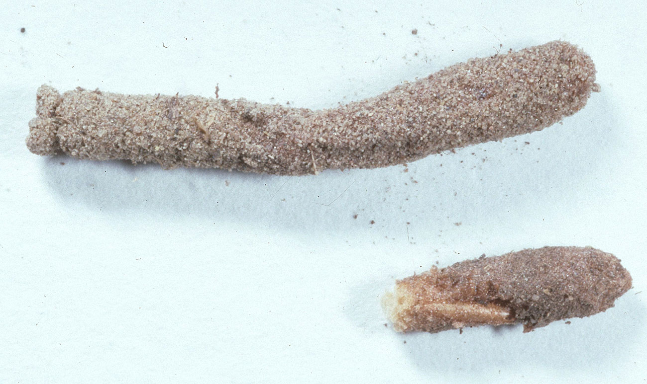 Fig. 9,  O. speciosa  egg pod and broken pod to show eggs