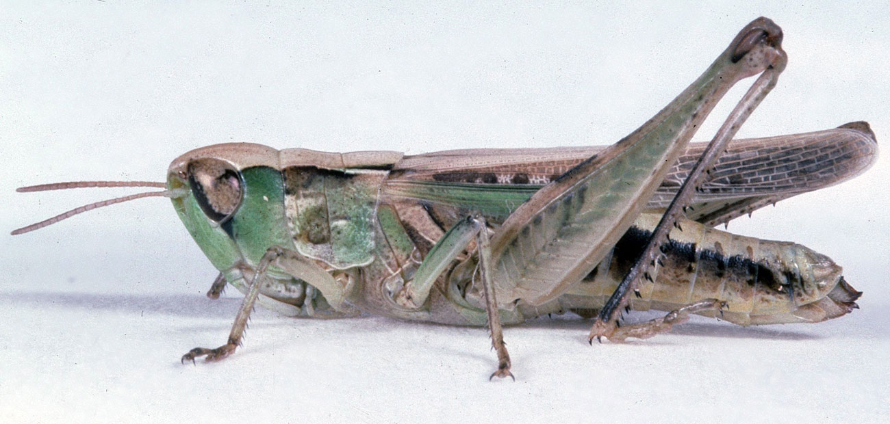 Fig. 7, adult female: BL 16.5-19.5 mm, FL 9.5-11.7 mm, AS 21-22