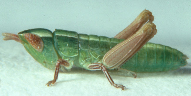 Fig. 1, first instar: BL 4.3-4.8 mm, FL 2.2-2.4 mm, AS 11