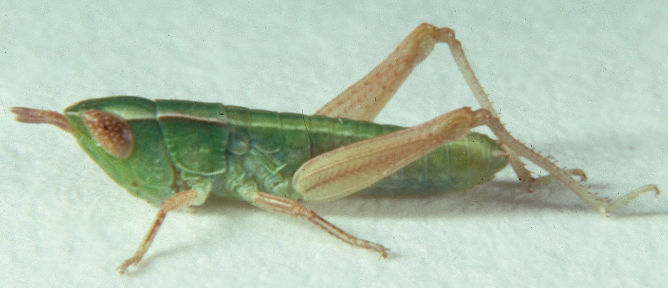 Fig. 2, second instar: BL 5.8-6.2 mm, FL 3-3.1 mm, AS 14-15