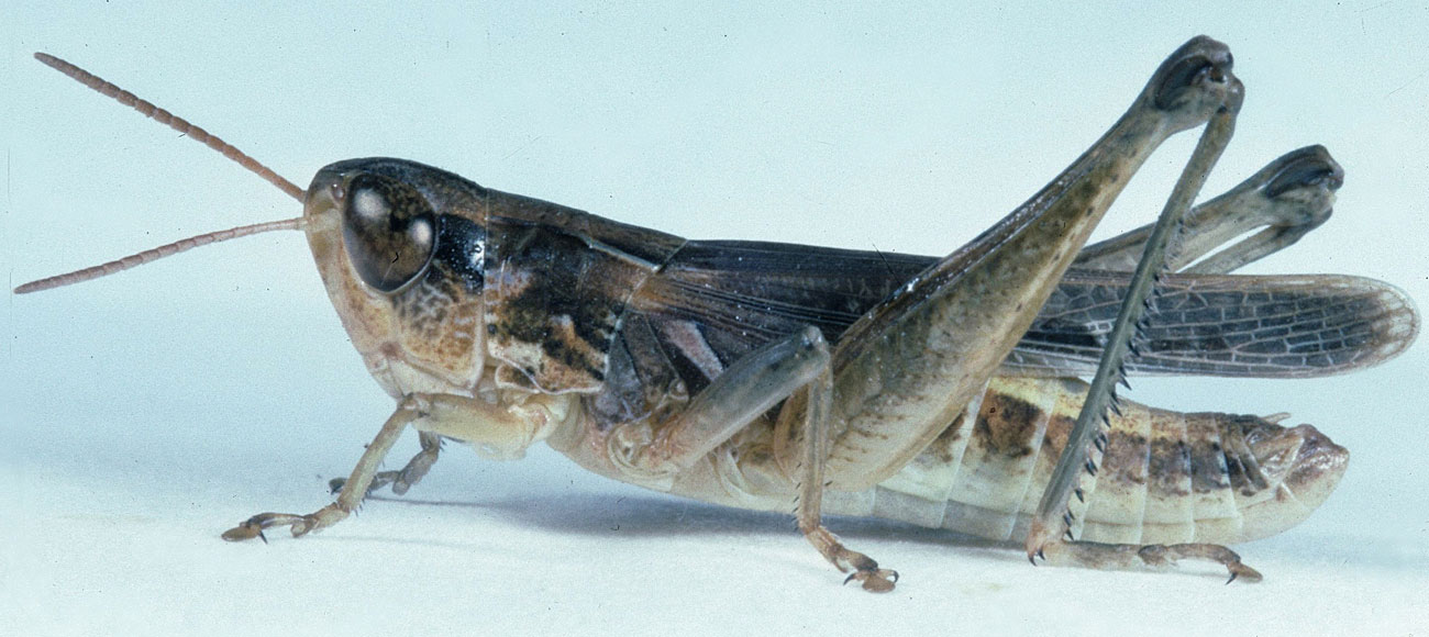 Fig. 6, adult male: BL 13-15 mm, FL 8.7-10 mm, AS 19-22