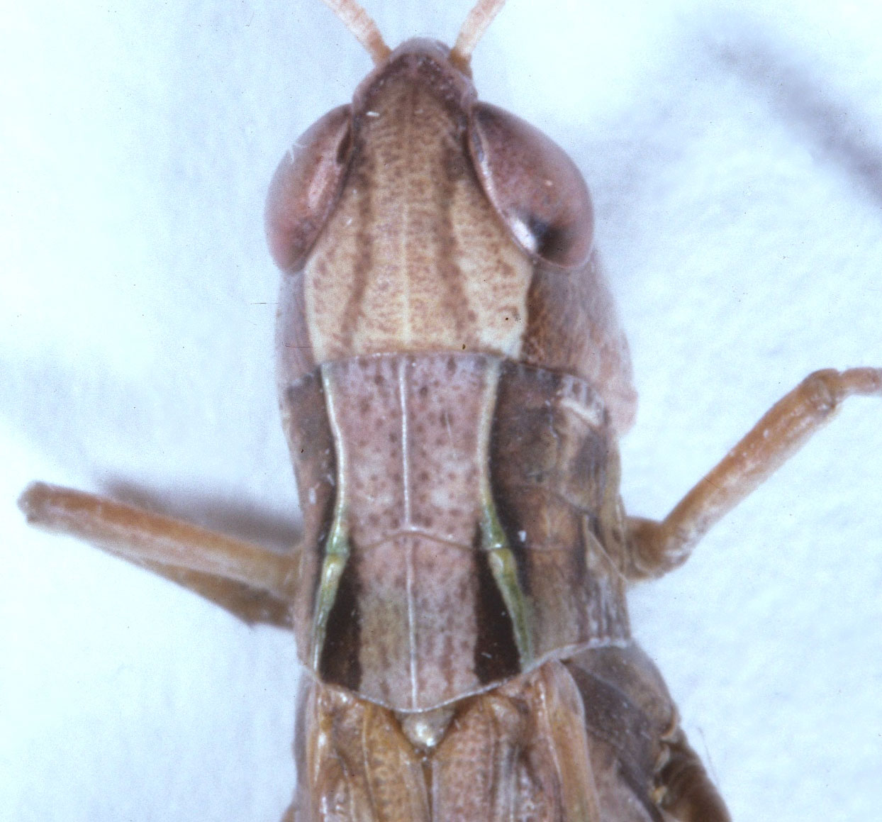 Fig. 8, lateral carina of pronotum incised once