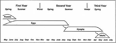 Fig. 11. Diagram of the two-year life cycle of the brownspotted grasshopper,  Psoloessa delicatula  (Scudder) in central Saskatchewan. The species has a one-year life cycle in its southern range.