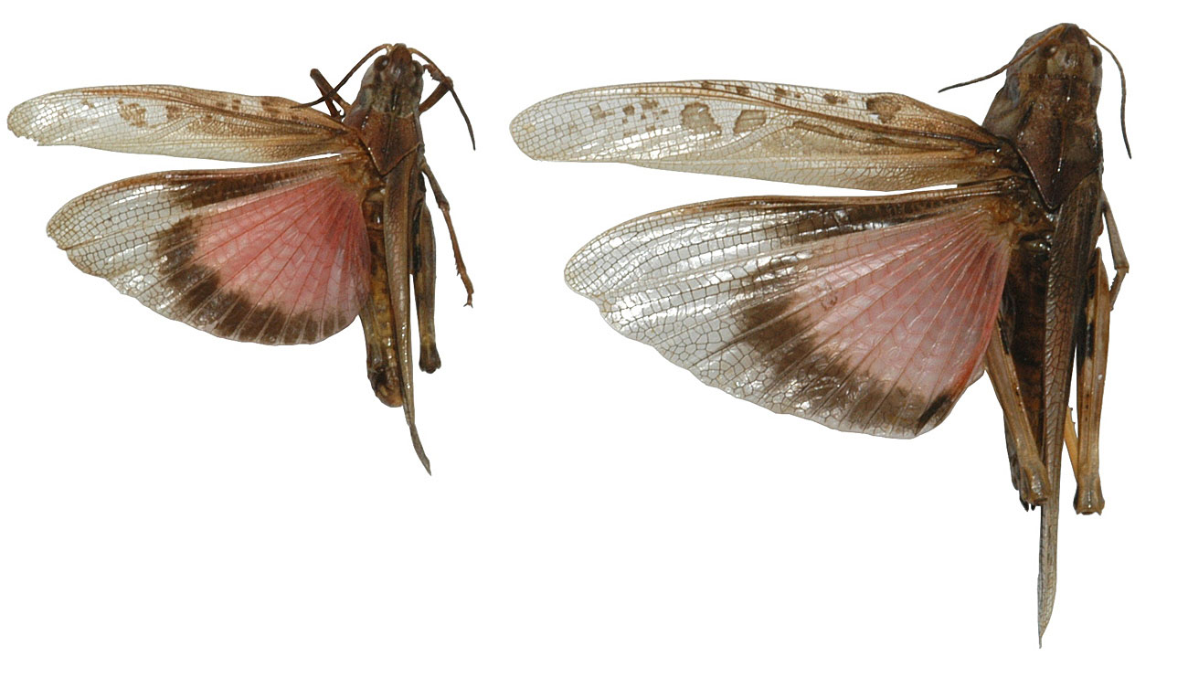 Fig. 7, dorsal view of coral-winged grasshopper