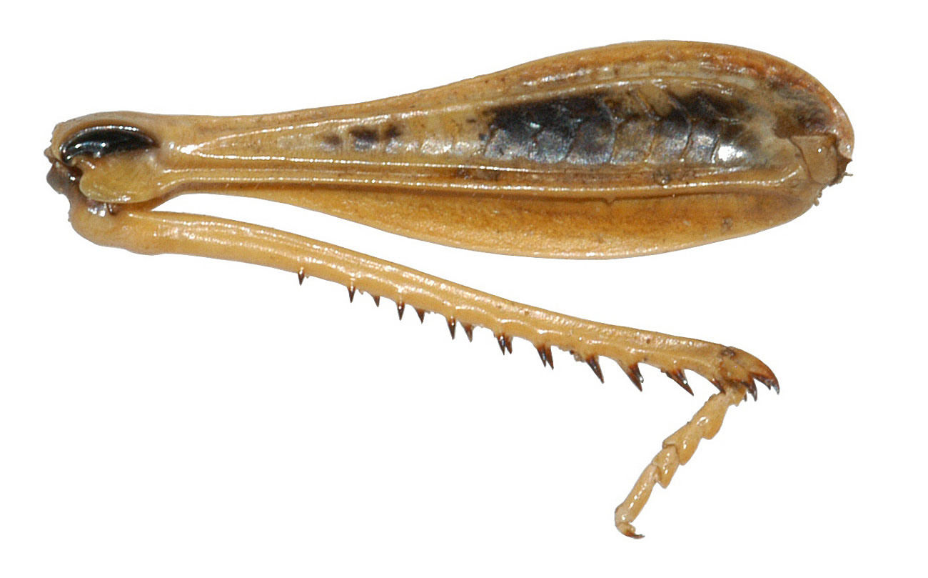 Fig. 8, inner hind femur