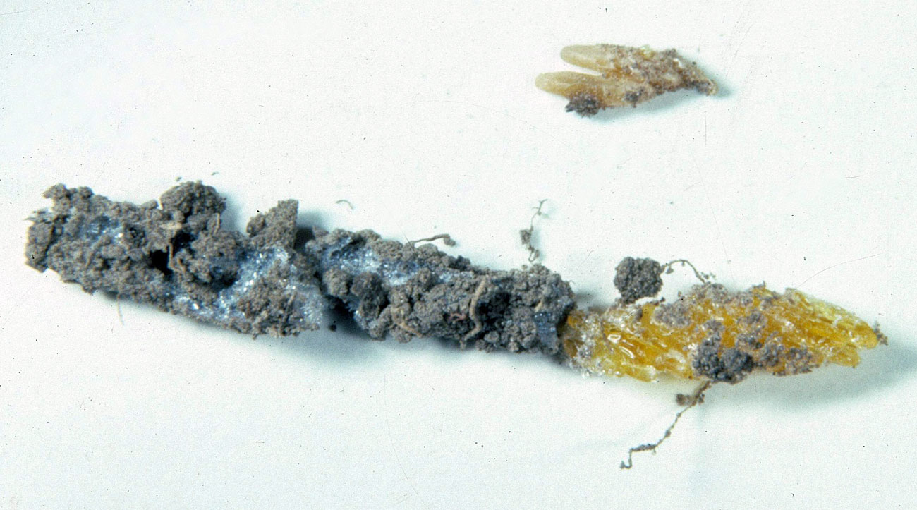 Fig. 10,  Psoloessa delicatula  egg pod and several loose eggs