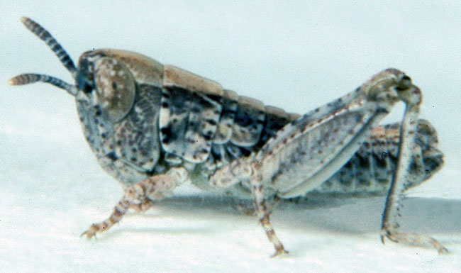 Fig. 1, first instar: BL 4.4-5.3 mm, FL 2.4-2.7 mm, AS 13-14