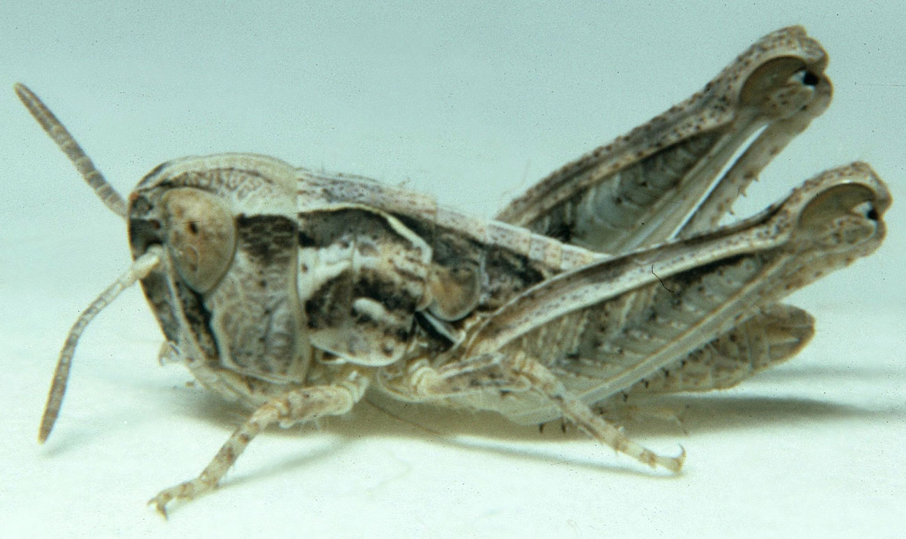 Fig. 3, third instar: BL 6.0-7.5 mm, FL 4.1-4.9 mm, AS 17-20