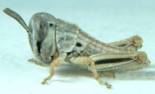 Fig. 1, first instar: BL 2.3-4.6 mm, FL 2.1-2.4 mm, AS 13