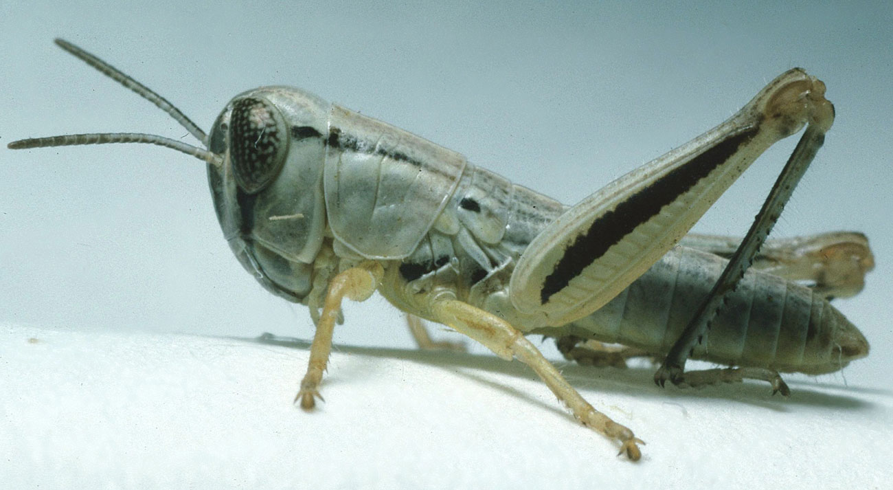 Fig. 3, third instar: BL 7.9-10.7 mm, FL 4.6-6.8 mm, AS 18-20