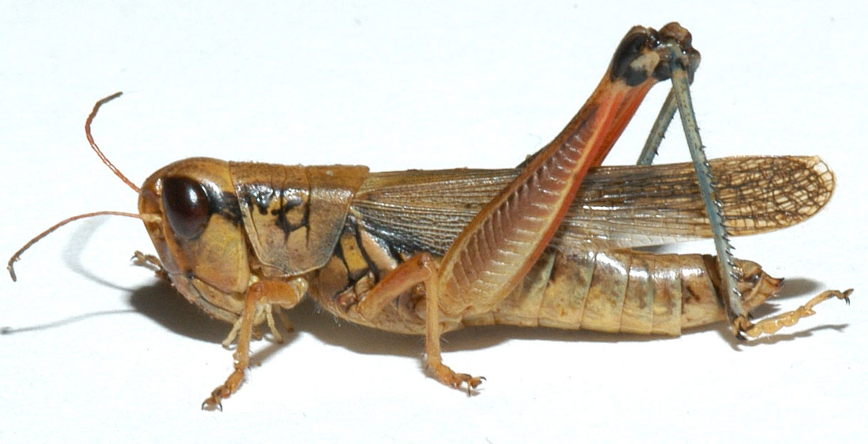 Fig. 8, adult female: BL 20.5-22.5 mm, FL 12.1-13.1 mm, AS 25-26