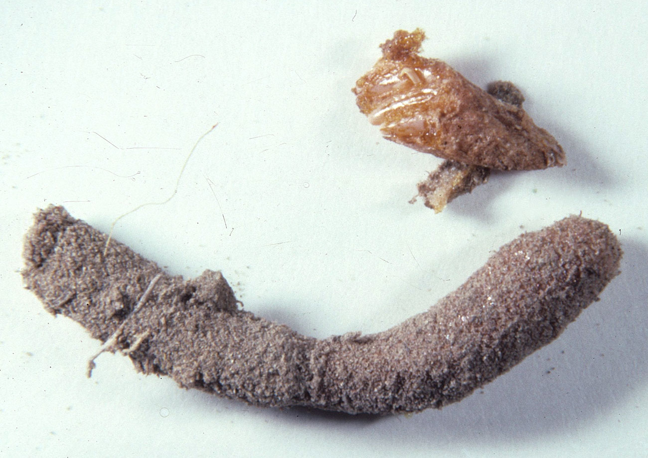 Fig. 10,  Egg pod and group of exposed   eggs.