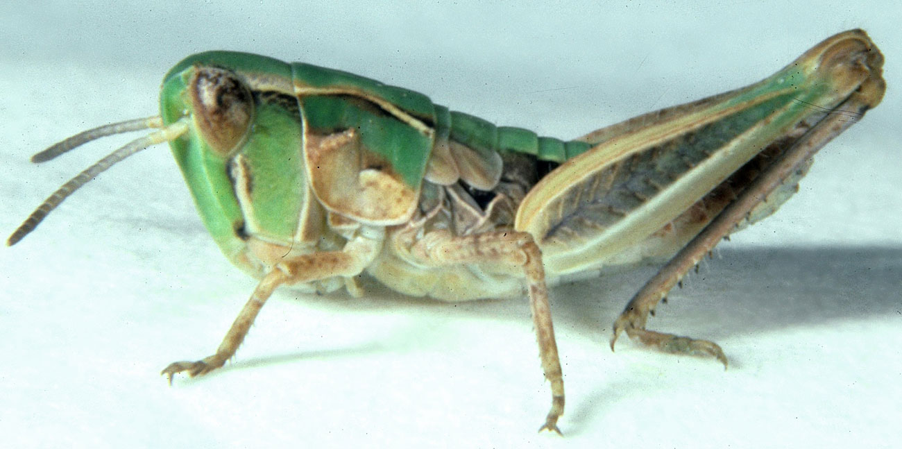 Fig. 3, Third Instar:  Females: BL 8-9.1 mm FL 5.2-5.4 mm AS     18-19.