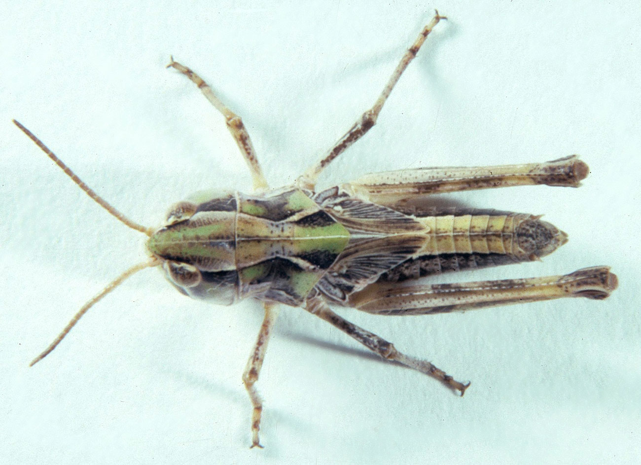 Fig. 8,  Dorsal view of fifth instar   female.