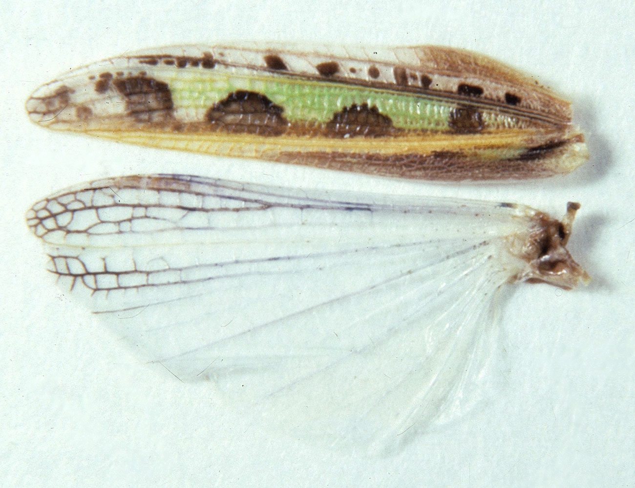 Fig. 9,  Spread left wings of female.