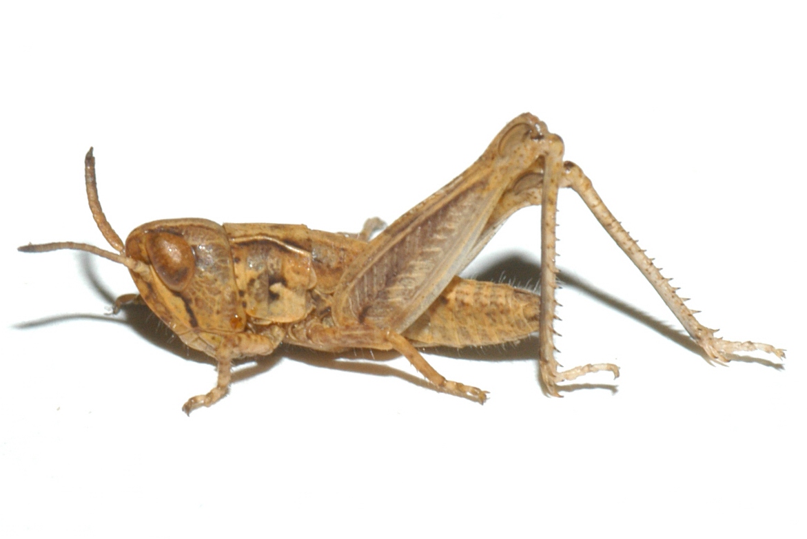 Fig. 2, second instar