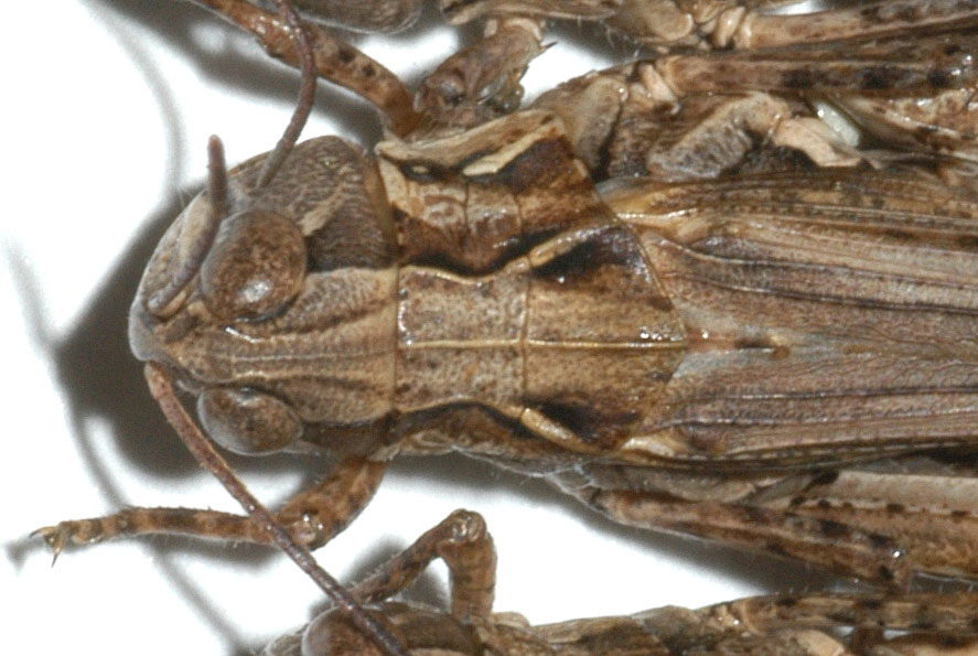 Fig. 5, dorsal view of pronotum