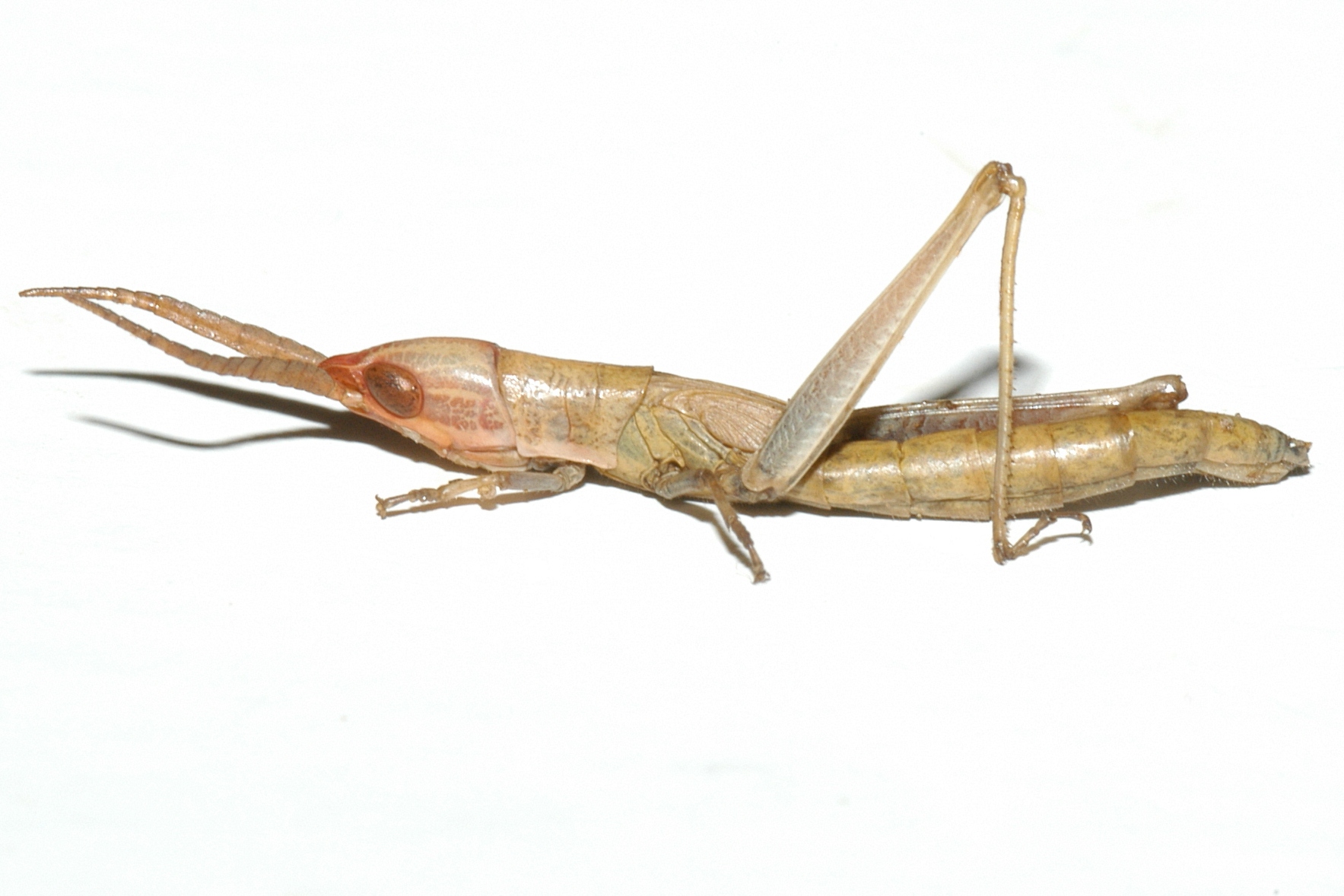 Fig. 3, fifth instar