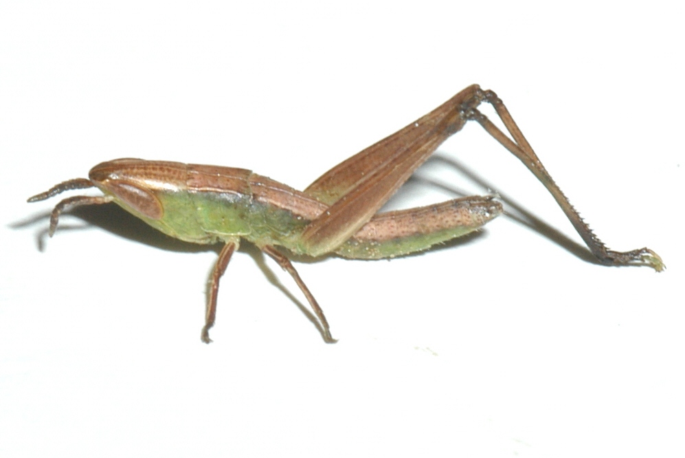 Fig. 1, first instar: BL 6-9 mm, FL 3.5-6 mm
