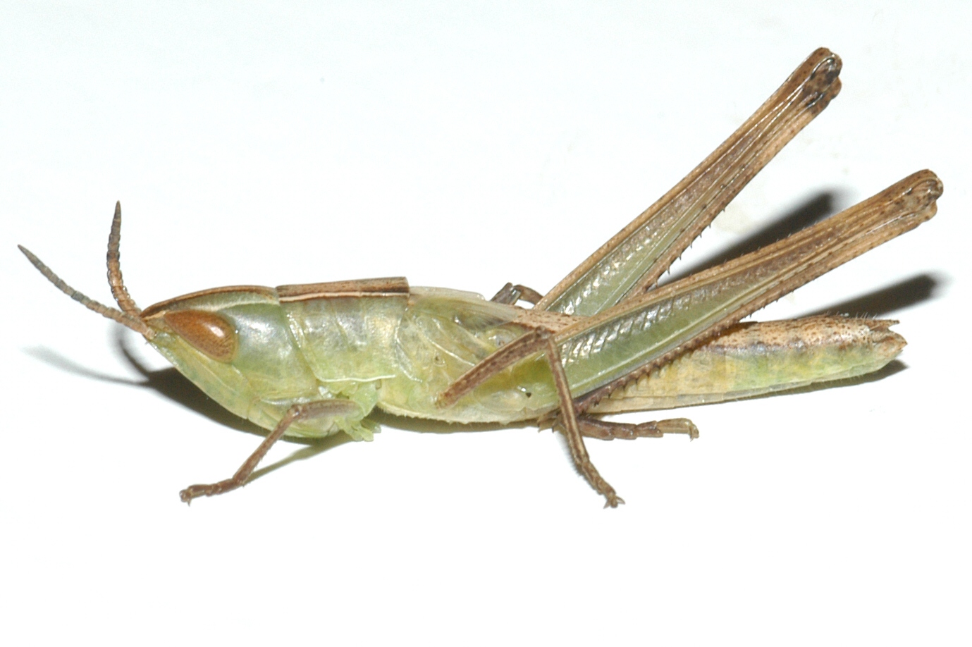 Fig. 4, fourth instar: BL 15-24 mm, FL 9-15 mm, AS 17-20