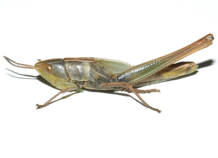 Fig. 5, fifth instar: BL 20-30 mm, FL 11-19 mm, AS 19-22