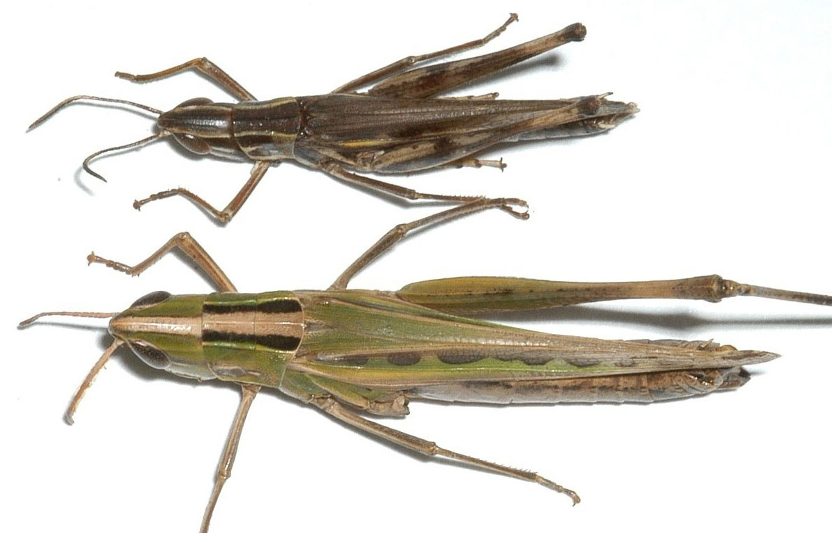 Fig. 8, dorsal view of admirable grasshopper
