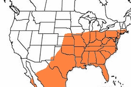 Geographic range of  Schistocerca americana  (Drury)
