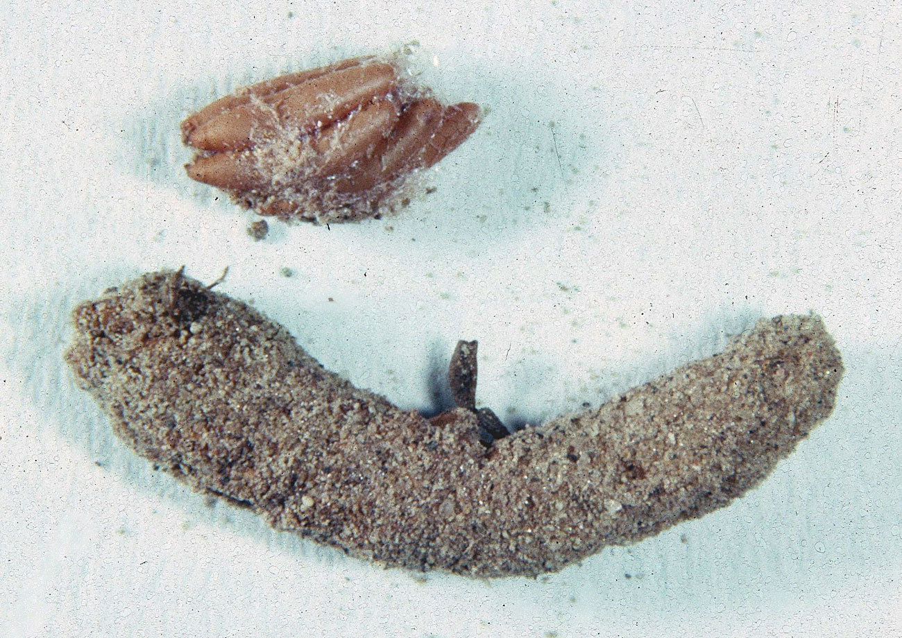 Fig. 10, egg pod and several exposed eggs