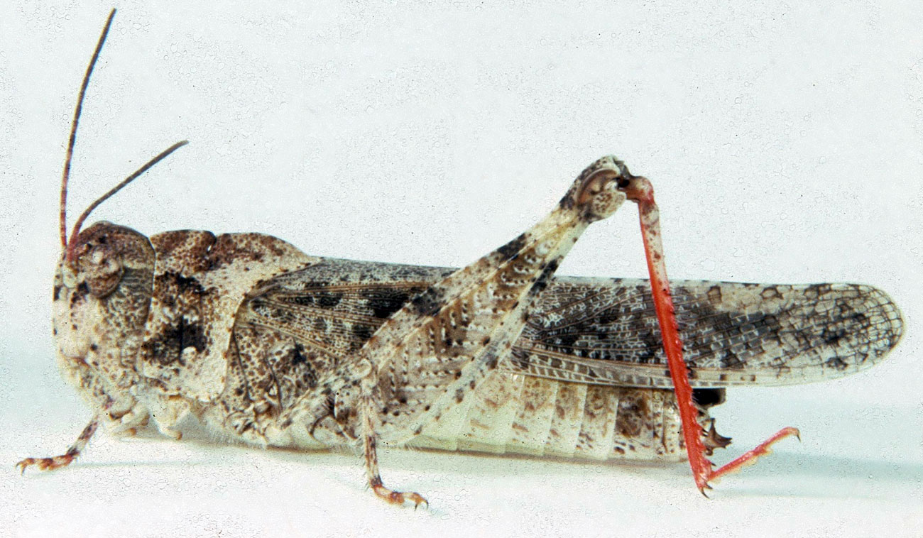 Fig. 7, adult female: BL 24.5-27.5 mm, FL 14.7-16 mm, AS 25-26