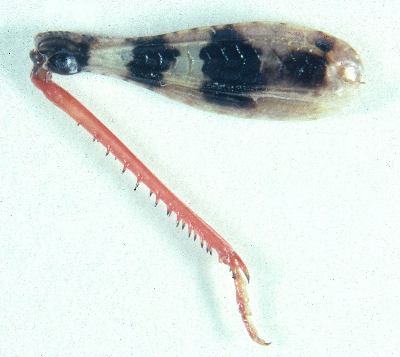 Fig. 8, inner face of female hindleg showing general yellow color, four fuscous bands of femur, deep orange of tibia