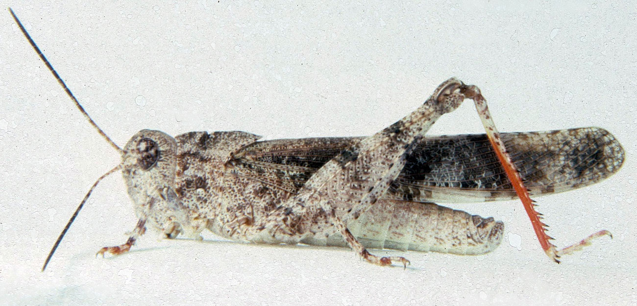 Fig. 6, adult male: BL 21-23.5 mm, FL 12.5-14.5 mm, AS 24-25