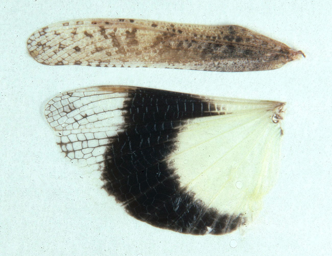 Fig. 9, spread wings of female showing speckled tegmen and colors and dark band of hind wing