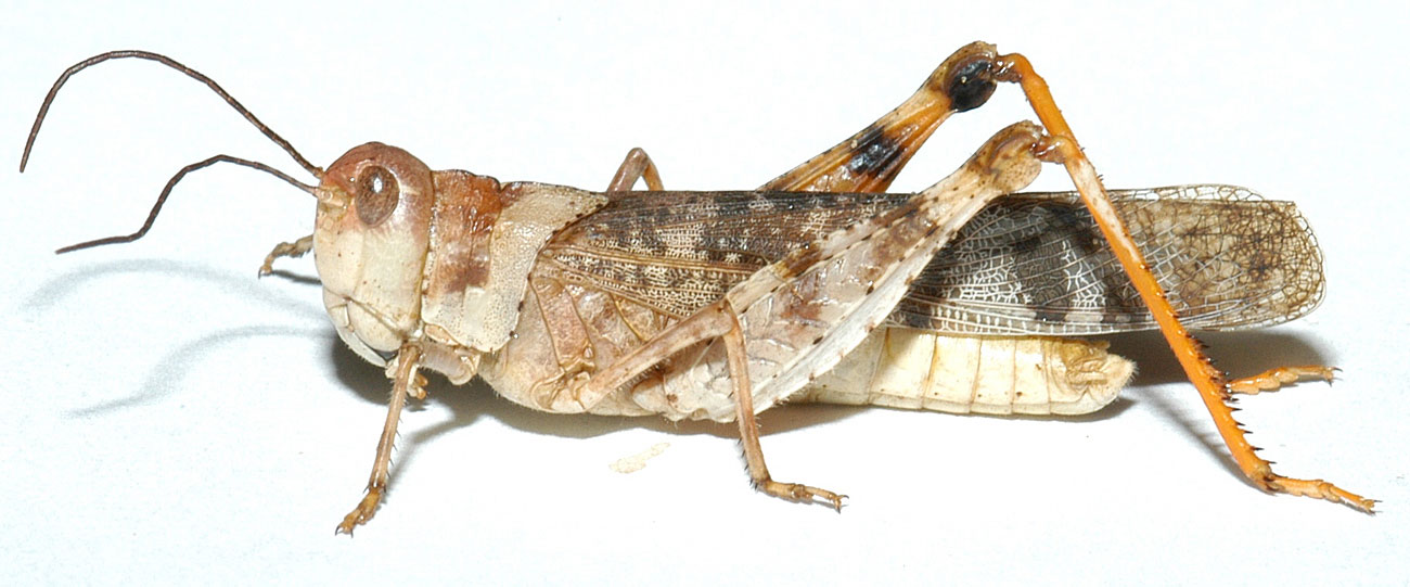 Fig. 7, adult female: BL 28.5-33.5 mm, FL 14-17.5 mm, AS 24-27