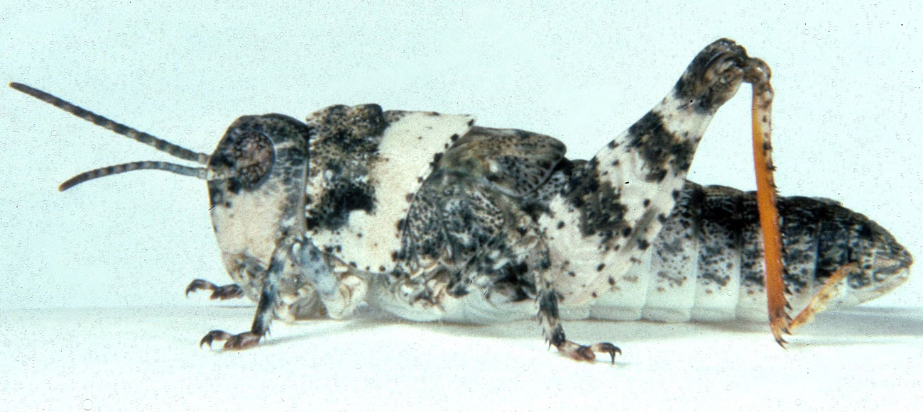 Fig. 4, fourth instar: BL 10.5-15 mm, FL 6-7.8 mm, AS 20-21