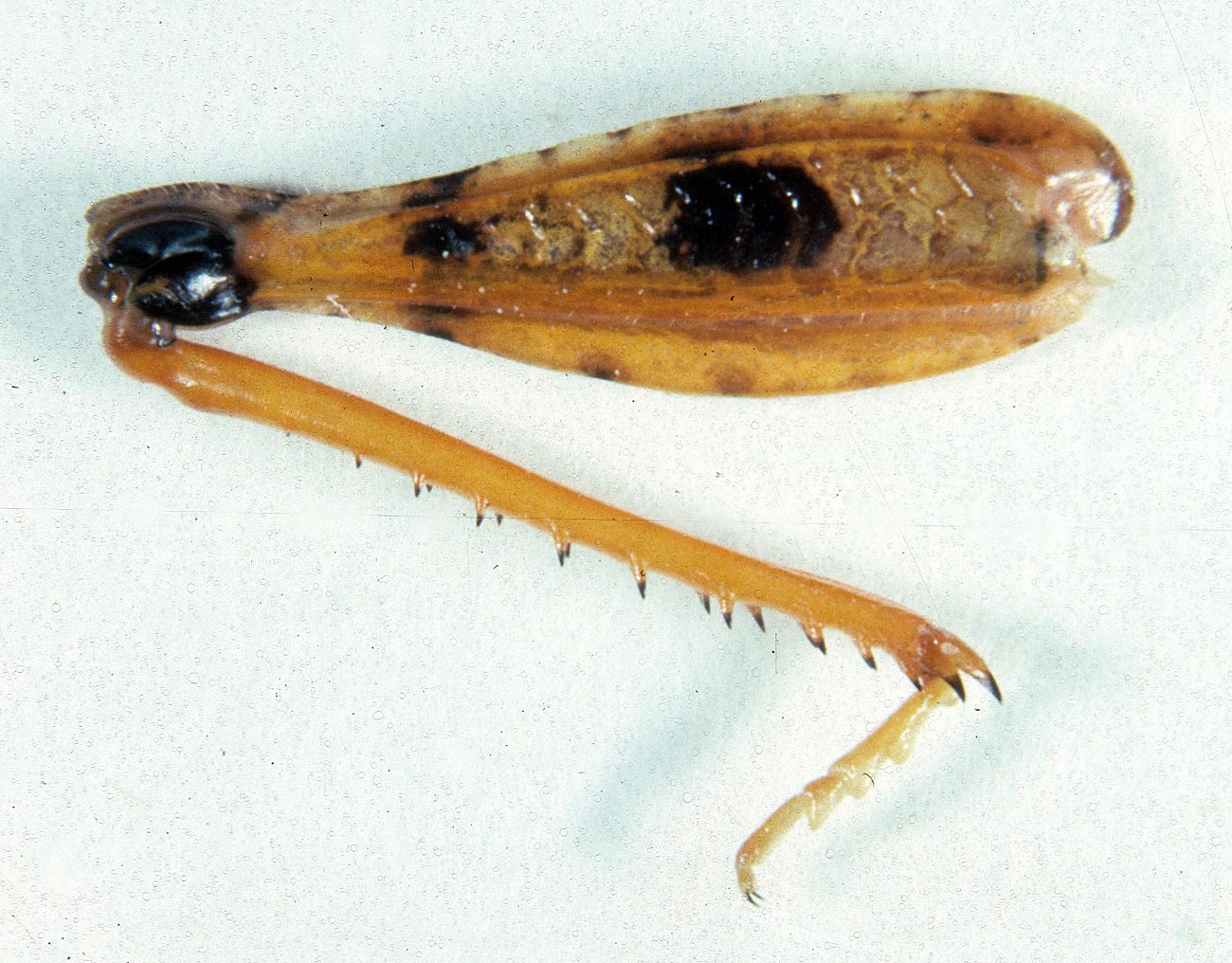 Fig. 8, inner face of female hindleg showing general orange color and fuscous pattern