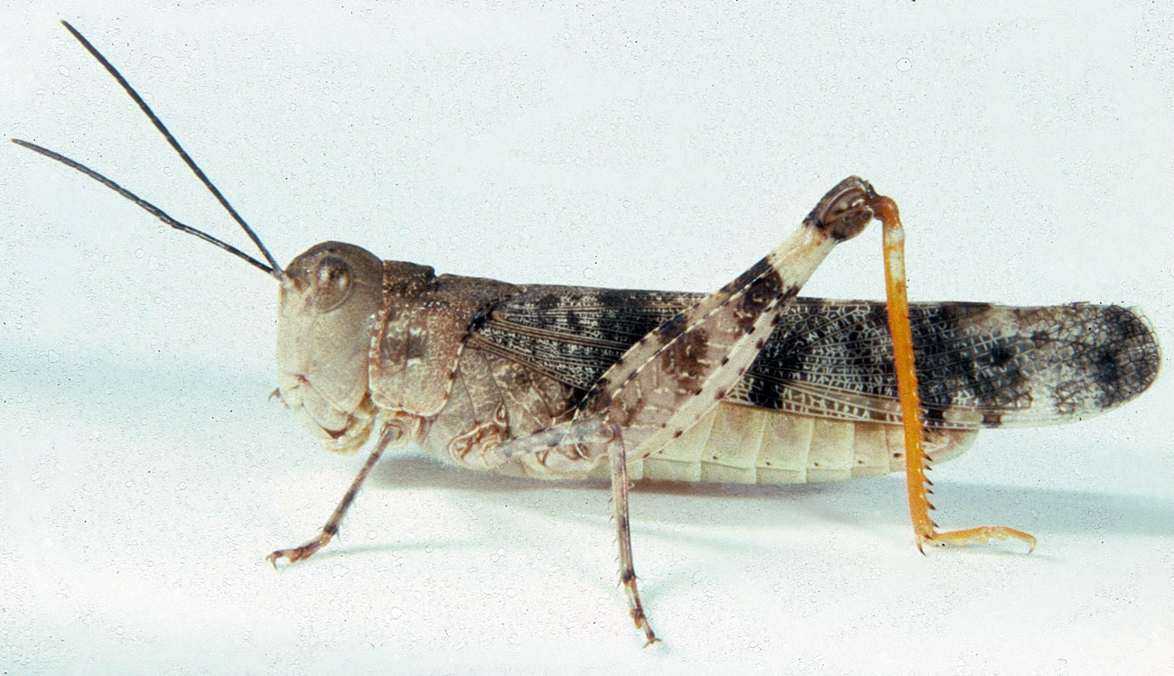 Fig. 6, adult male: BL 22-28.8 mm, FL 13-15.2 mm, AS 25-26