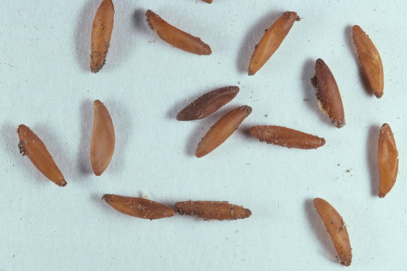 Fig. 10,  Clutch of eggs of  T. aspera.