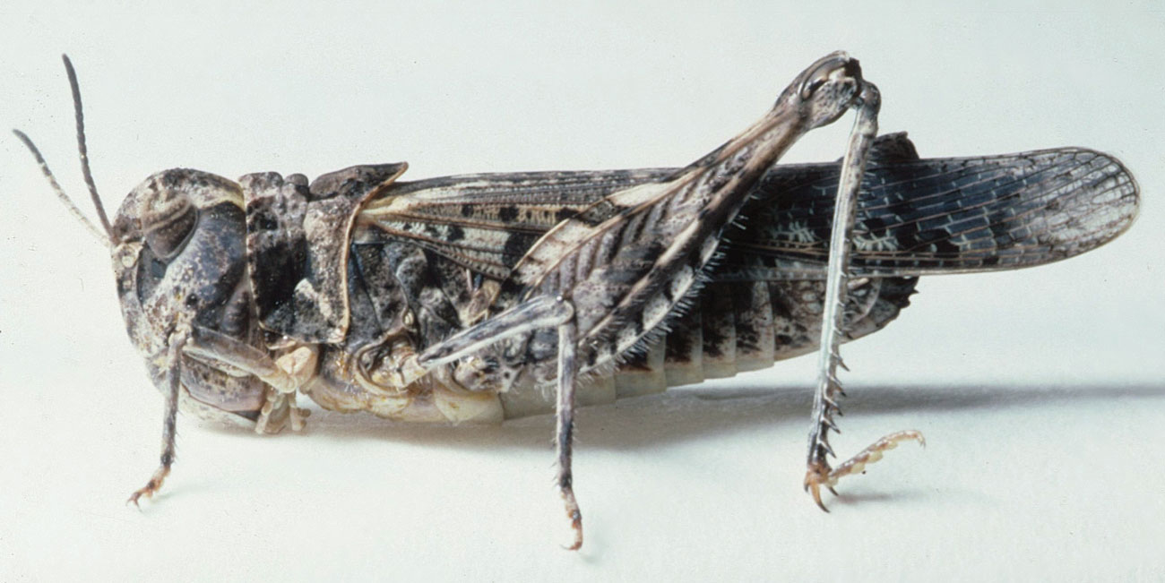 Fig. 7, adult female: BL 22.5-24.8 mm, FL 11.8-13.5 mm, AS 21-23