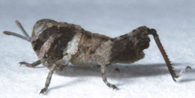 Fig. 1, first instar: BL 5.1-5.7 mm, FL 2.9-3.2 mm, AS 12