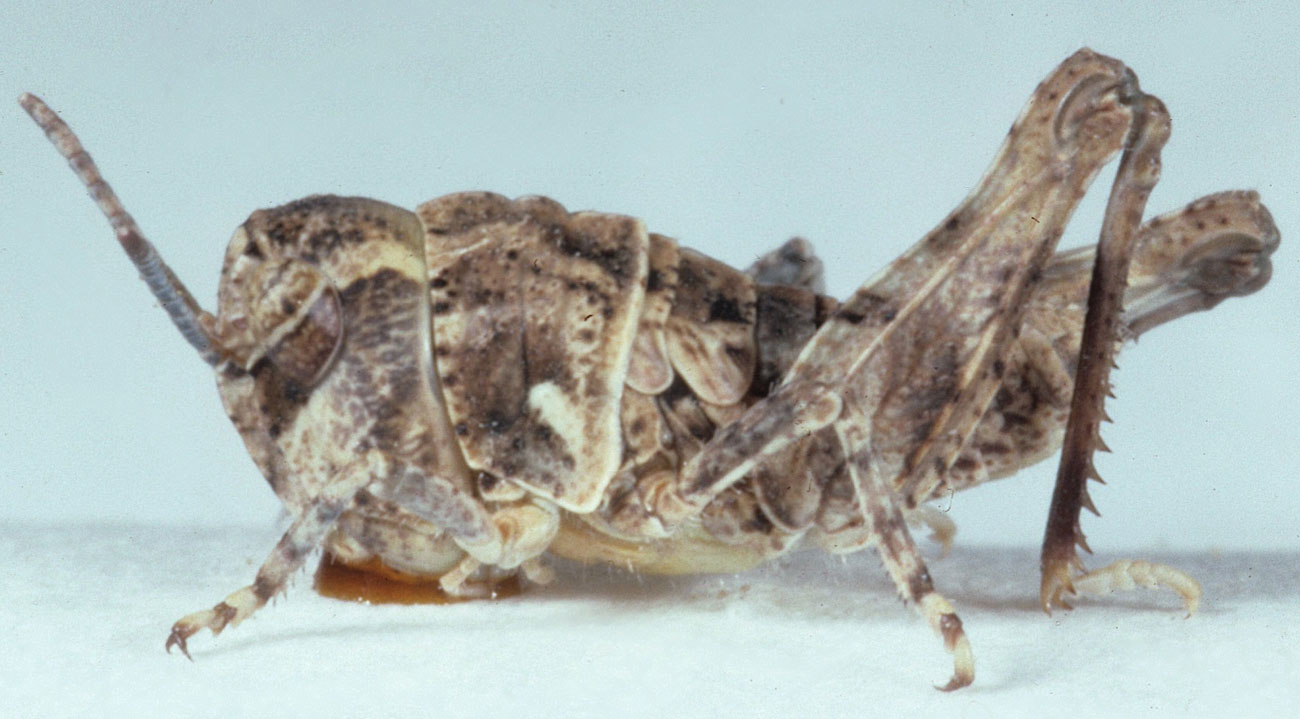 Fig. 3, third instar: BL 7.5-9 mm, FL 4.4-4.5 mm, AS 16-17