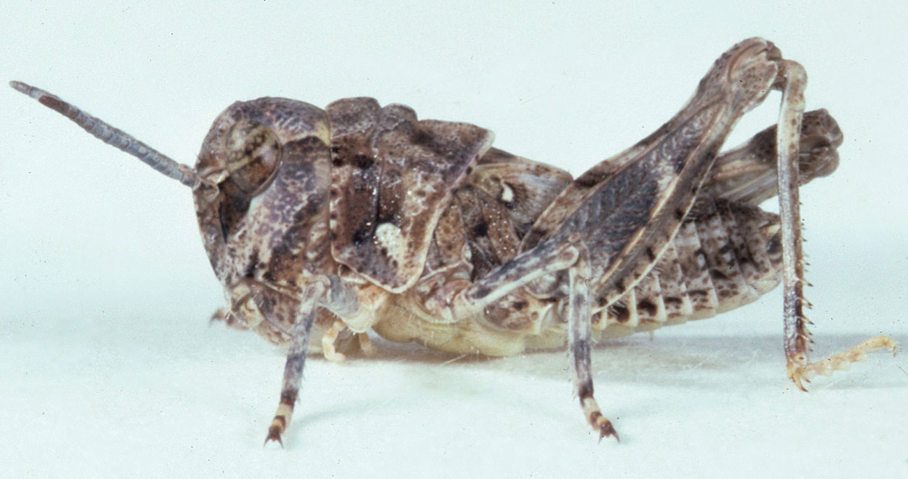 Fig. 4, fourth instar: BL 9-11 mm, FL 5.7-7 mm, AS 17-18