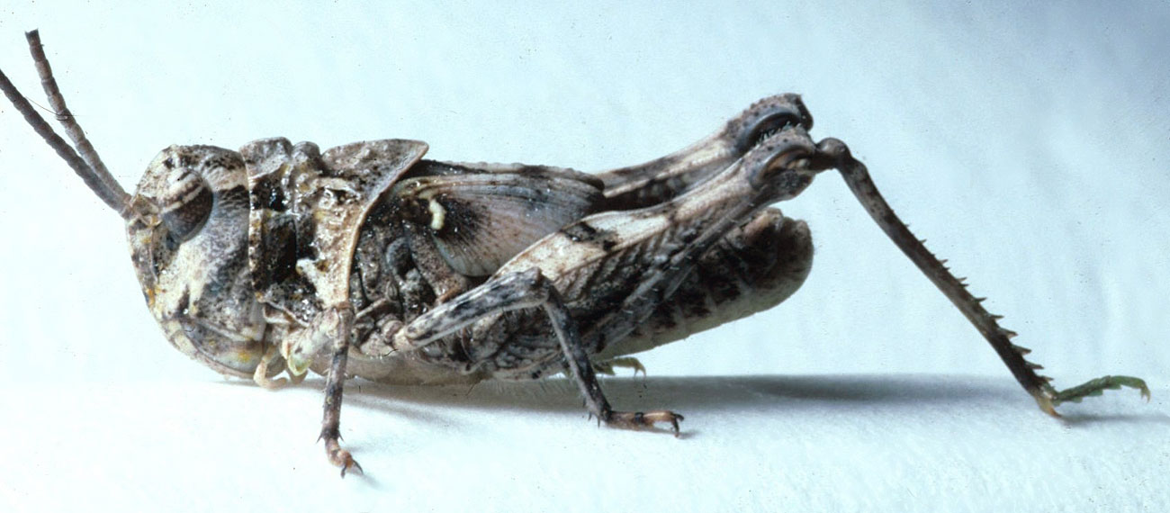 Fig. 5, fifth instar: males BL 13 mm, FL 8-8.5 mm, AS 20; females BL 16.7-17 mm, FL 8.7-8.8 mm, AS 19-20